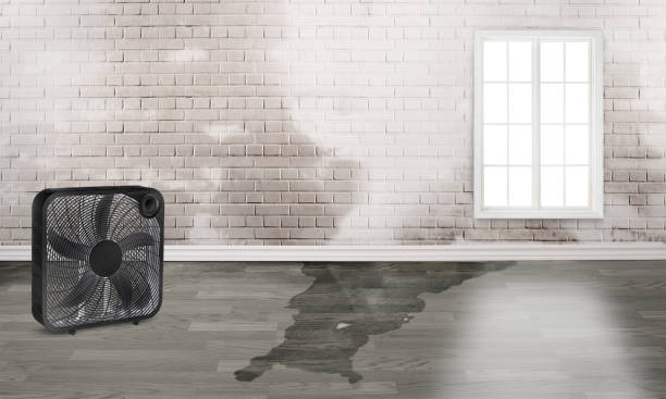 Best Water damage restoration process  in Dora, AL